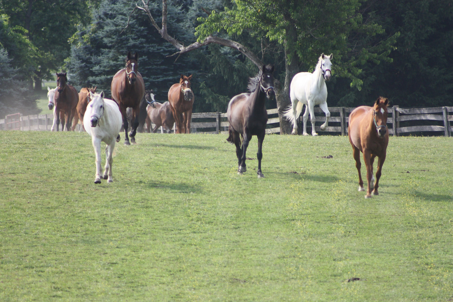 Horse boarding/Millhaven Horse Farm/Montgomery County Maryland